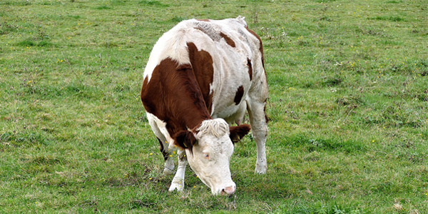 Article du Canard enchaîné du 25 octobre sur la tuberculose bovine : un problème financier mais aucun risque sanitaire