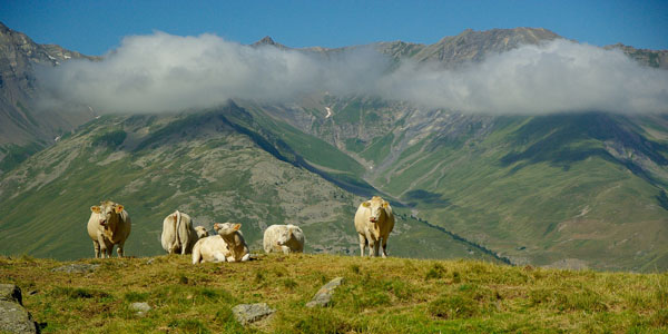 Des cas de fièvre charbonneuse dans les Hautes-Alpes