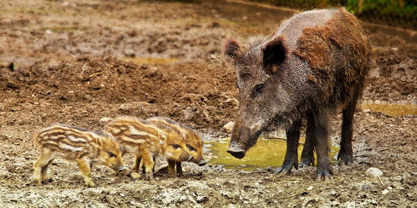 Alerte à la peste porcine africaine