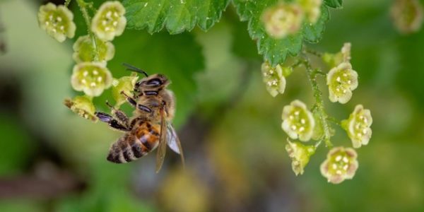 Hommes et abeilles