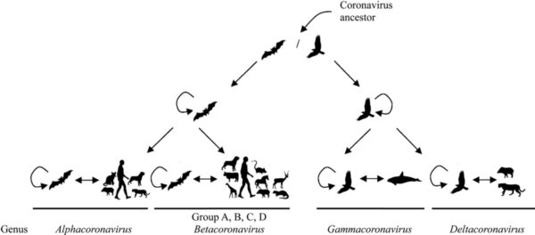 Coronavirus