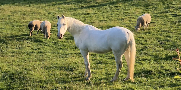 La maladie de Borna des chevaux et du mouton