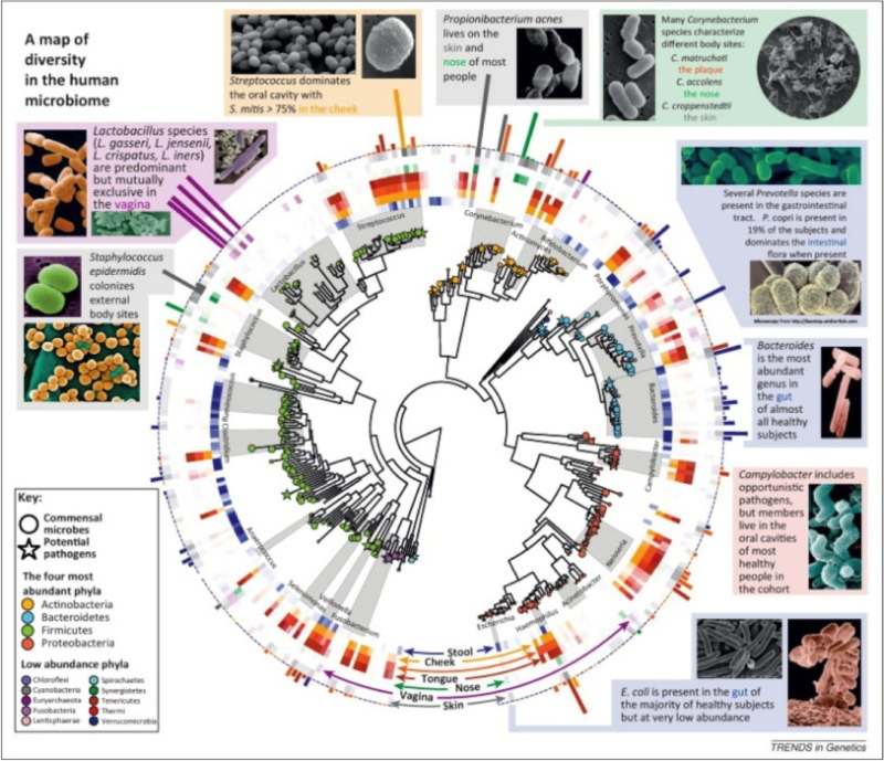 Biodiversité et écologie microbienne 