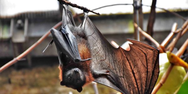 Coronavirus : la chauve-souris, perpétuel suspect