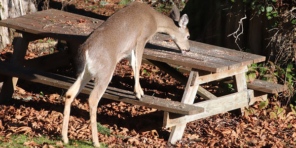 cerf de Virginie