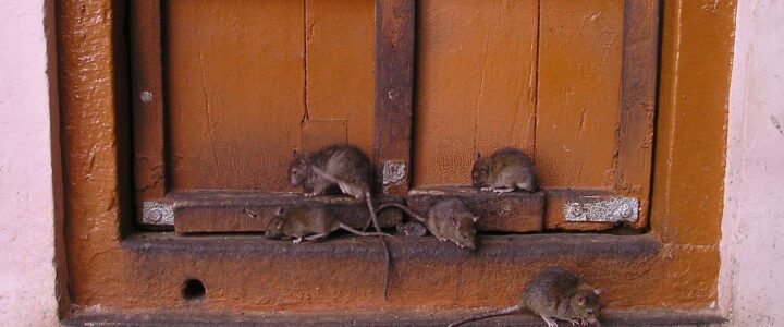 Stop aux rats dans la ville : quels remèdes et solutions industrielles durables ?