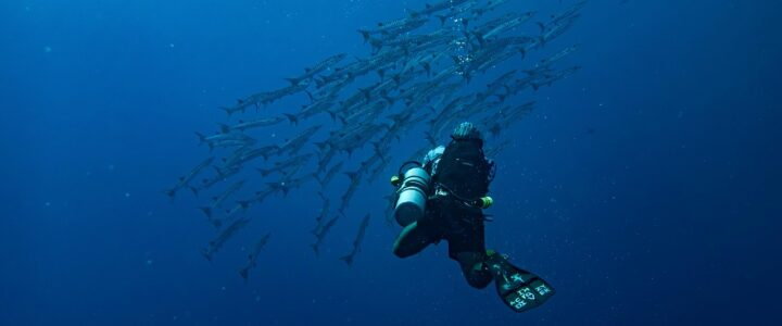 Plus de 2 000 scientifiques au chevet de l’océan